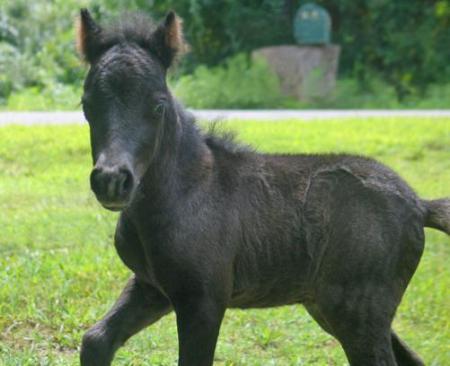 beautiful filly