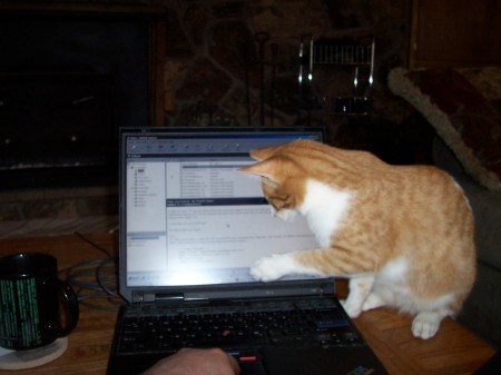 Cat on a hot laptop!