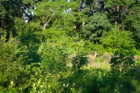 Backyard (Summer)