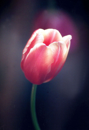 "The One Tulip."