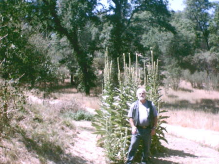 Tall weeds