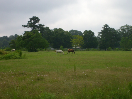 More of my horses.