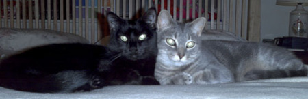2 of my cats