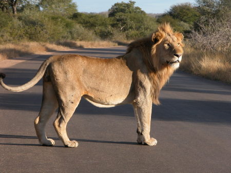 "King of the Jungle" or at least Kruger!