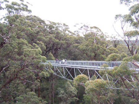 Tree Top Walk in Australia