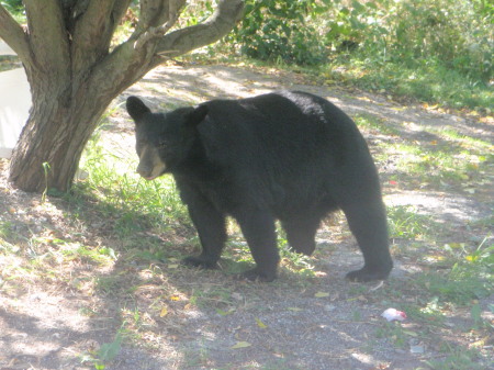 Neighborhood Watch "bear"