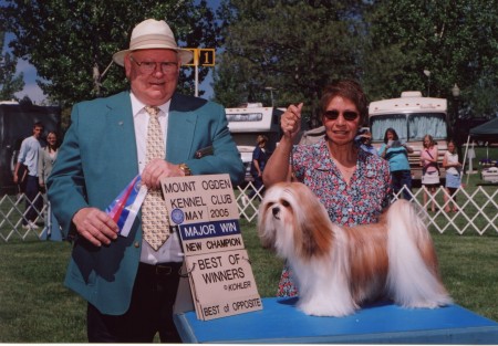 AKC Champion Lhasa Apso.