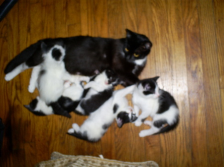Kitty and her kittens