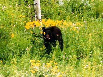 Black Bear Sighting!