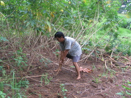 Farmer digging casaba root.