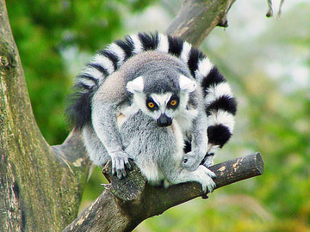 lemur