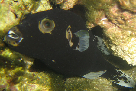 black dogface puffer