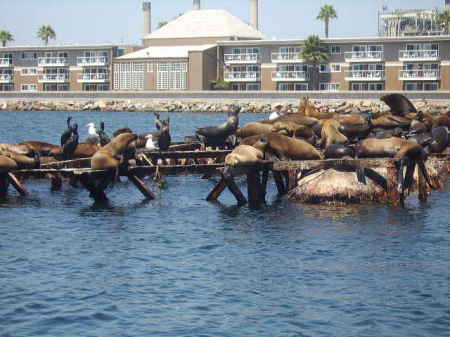Sea Lions near Redondo Beach Ca.