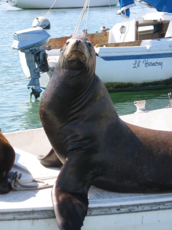 Yes, we have to hunt down the Sea Lions!