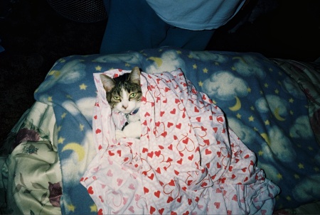 One of my cat's Missy "2004"
