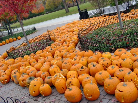 Pumpkins at Greenfield Park
