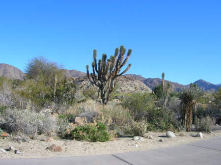 Beautiful Palm Desert,CA