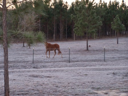 One of my horses