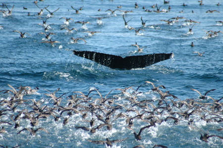 Alaskan Wildlife