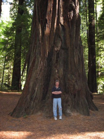 Roger among the Redwoods