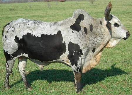 Butlers Painted Desert PBR Bull - 98% buck off