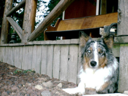 My trail dog, Fancy. She is Aussie Shepherd