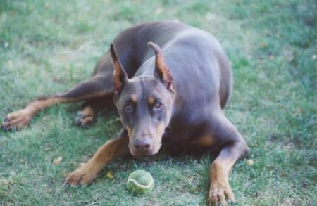 Sasha and her Ball