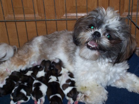 Jazzy and her pups!