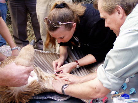 vulture blood draw