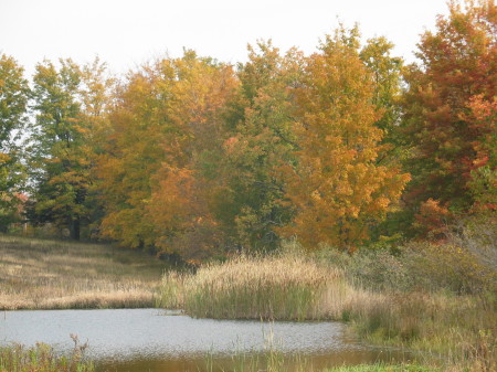 Our Pond