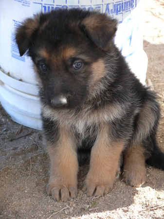 puppies march 27 2009 013 Falko