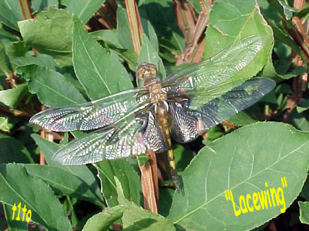 lacewing