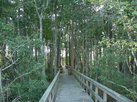 Trail into the Woods