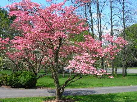 One of our dogwoods