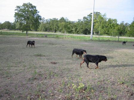 Our Rottweilers