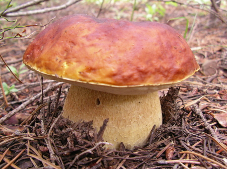 Porccini Mushroom