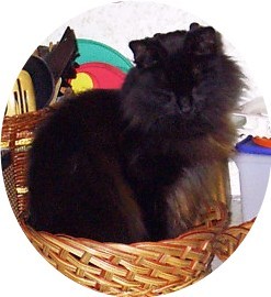 Munchkin, my 2-year-old black cat