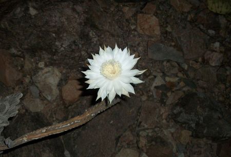 Night blooming Cereus