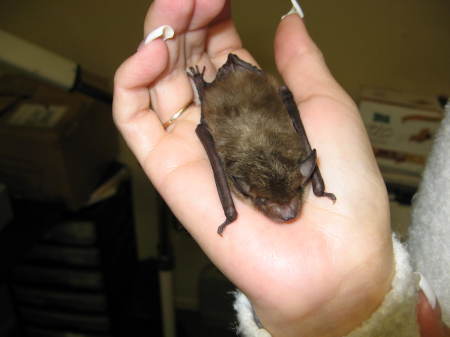 Cute little bat.