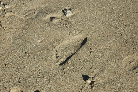 a child's footprint