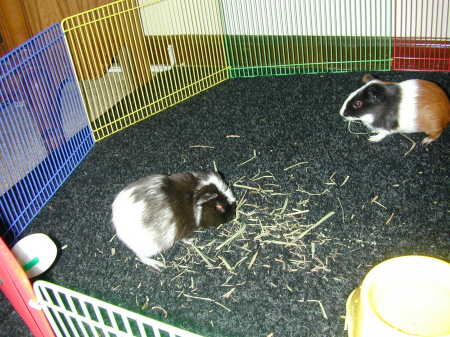 Our Guinea Pigs