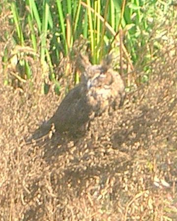 Long eared owl