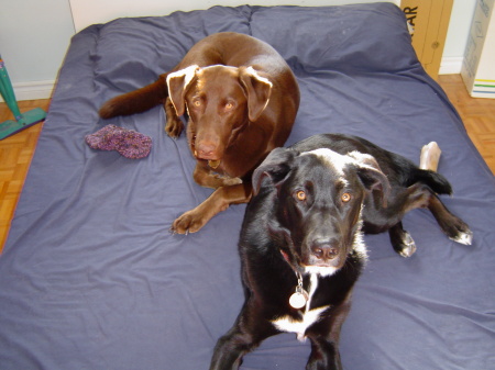 My dogs, Copper & Casey