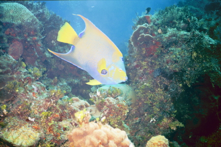 cozumel angel fish