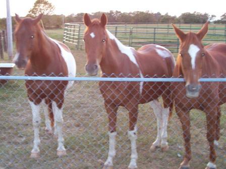 My horses