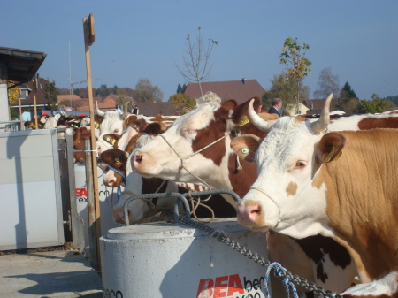 Cow-show Zuzwil 2008