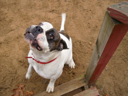 american bulldog Diamante