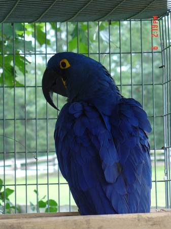 My Hyacinth Macaw Jupiter