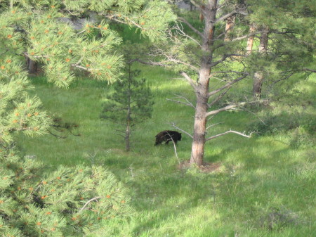 Backyard Bear