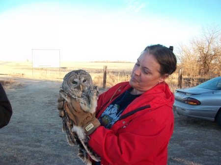 Bart the Barred Owl being released